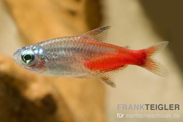 Neon-Salmler - Paracheirodon innesi 'Diamant'